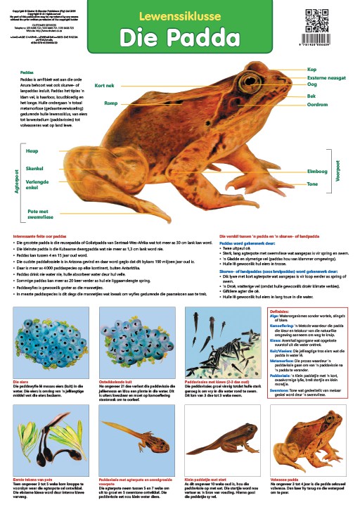 CHART: LIFE CYCLE: FROG (AFRIKAANS) A2 Cover