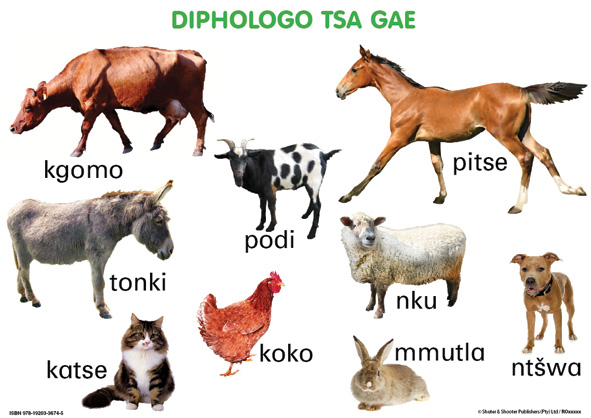 CHART: JUNIOR SETSWANA ANIMALS - DOMESTIC A2 Cover