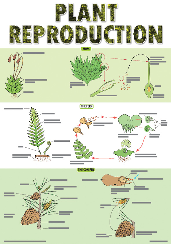 CHART: PLANT REPRODUCTION POSTER A2 Cover