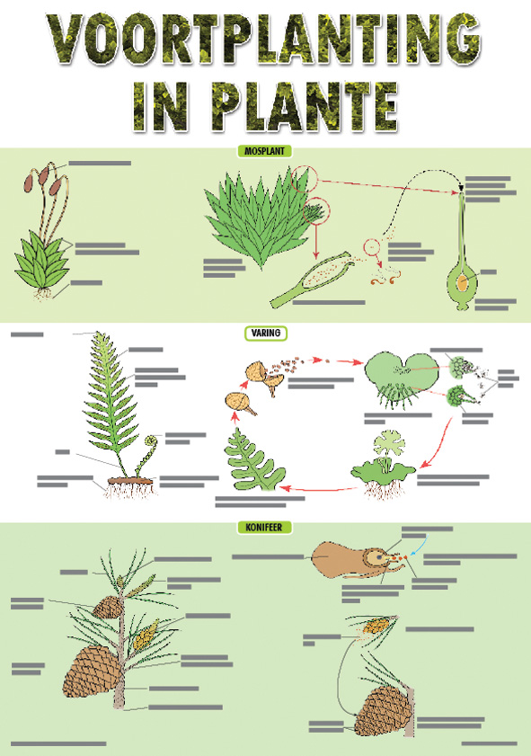 CHART: VOORPLANTING IN PLANTE A2 Cover