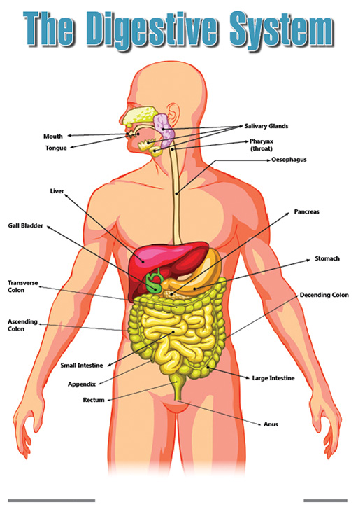 CHART: THE HUMAN DIGESTIVE SYSTEM POSTER A2 Cover