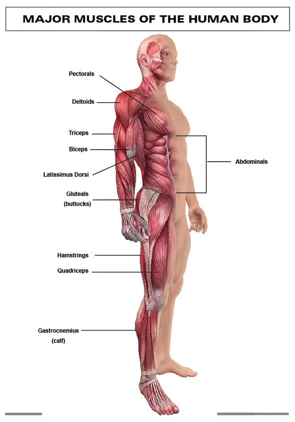 CHART: MAJOR MUSCLES OF THE HUMAN BODY A1 (FLAT) Cover