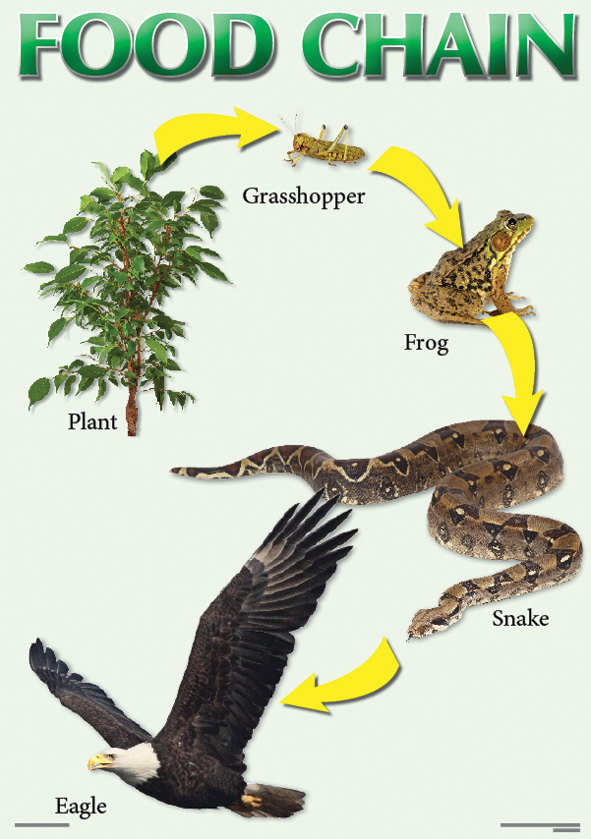 CHART: FOOD CHAIN A2 (FLAT) Cover