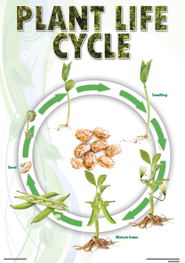 CHART: PLANT LIFE CYCLE (BEAN) A2 (FLAT) Cover
