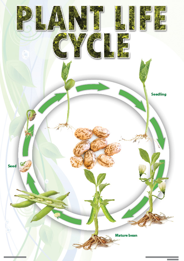 CHART: PLANT LIFE CYCLE (BEAN) A2 (FLAT) Cover