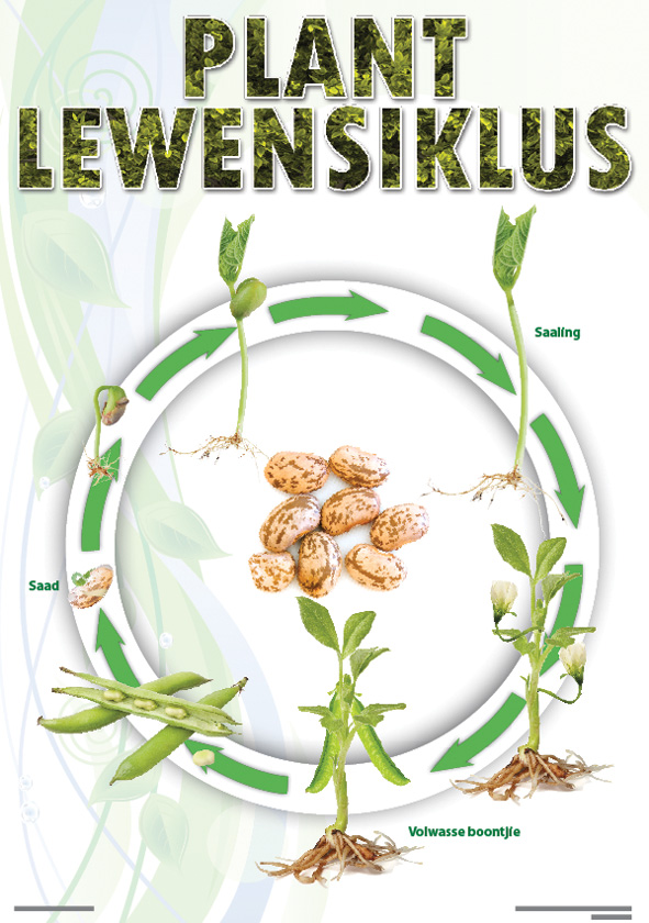 CHART: PLANT LEWENSIKLUS (BOONTJIE) A2 Cover