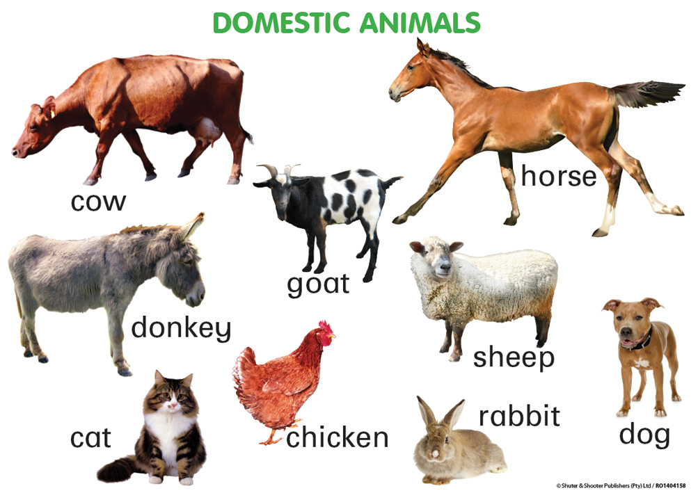 CHART: DOMESTIC ANIMALS A2 Cover