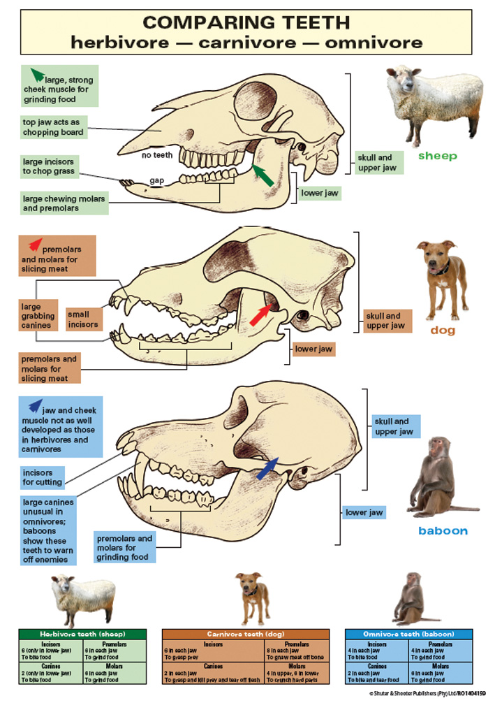 CHART: COMPARING TEETH A1 Cover