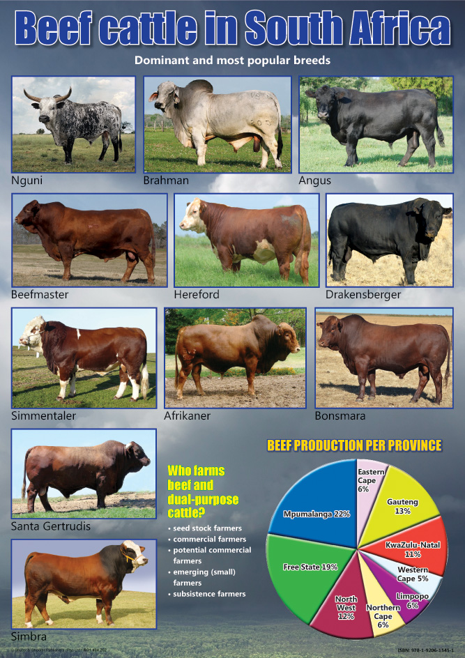 CHART: BEEF CATTLE IN SOUTH AFRICA A2 (FLAT) Cover