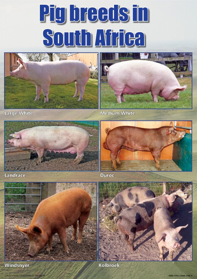 CHART: PIG BREEDS IN SOUTH AFRICA A2 (FLAT) Cover