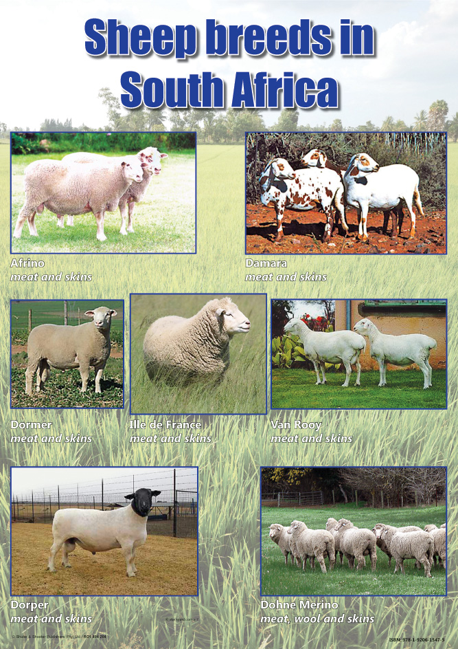 CHART: SHEEP BREEDS IN SOUTH AFRICA A2 (FLAT) Cover